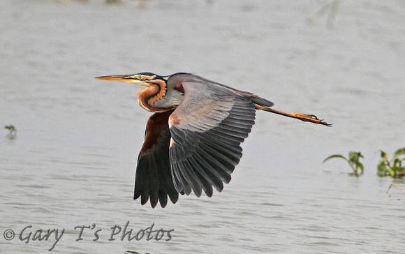 Purple Heron (Adult)