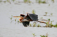 Purple Heron (Adult)