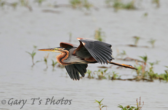 Purple Heron (Adult)