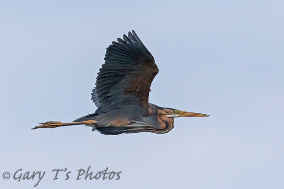 Purple Heron (Adult)