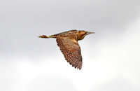 Great Bittern