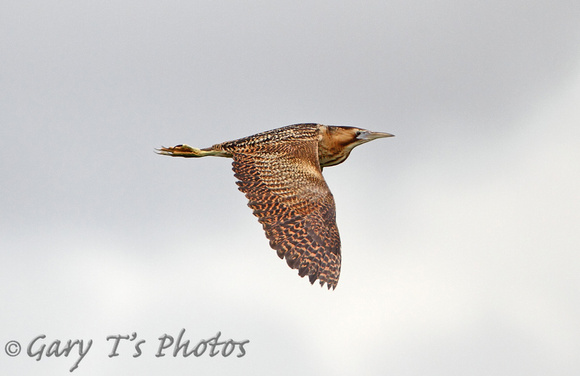 Great Bittern