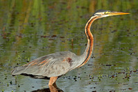 Purple Heron (Adult)