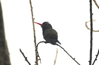 White-chinned Sapphire (Male)