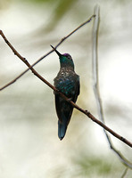 Violet-capped Woodnymph (1st Winter Male)