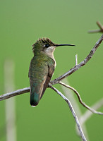 Violet-capped Woodnymph (Female)