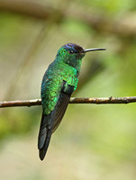 Violet-capped Woodnymph (Male)