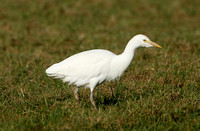 Eastern Cattle Egret (Adult Winter)