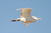 Eastern Cattle Egret (Adult Winter)