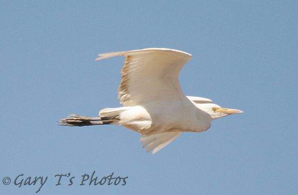 Eastern Cattle Egret (Adult Winter)