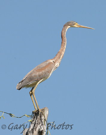 Tri-coloured Heron