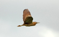 Great Bittern