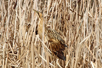 Great Bittern