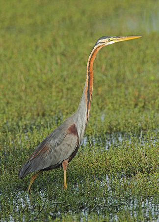 Purple Heron (Adult)