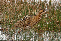 Great Bittern