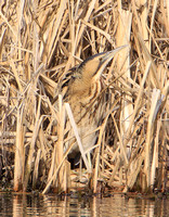 Great Bittern