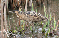 Great Bittern