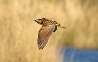 Great Bittern