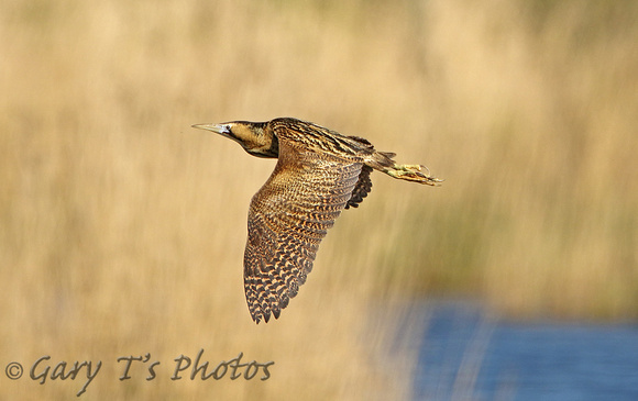 Great Bittern