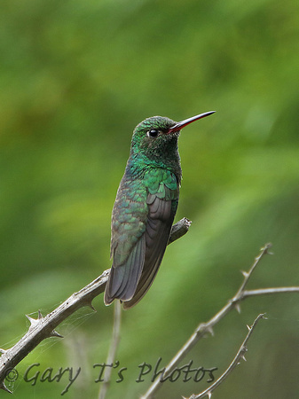 Glittering-bellied Emerald (Male)