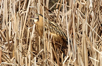 Great Bittern