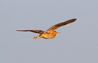 Great Bittern