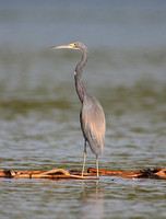 Tri-coloured Heron