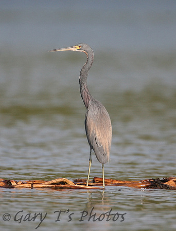 Tri-coloured Heron