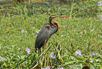 Purple Heron (Adult)