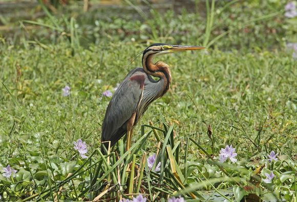 Purple Heron (Adult)