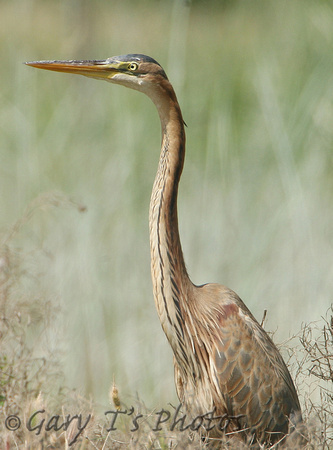 Purple Heron (Juvenile)