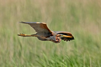 Purple Heron (Adult)