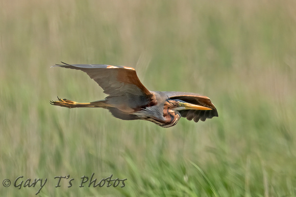 Purple Heron (Adult)