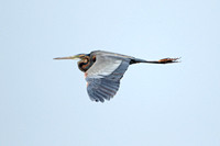 Purple Heron (Adult)