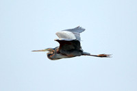 Purple Heron (Adult)