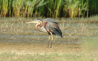 Purple Heron (Adult)