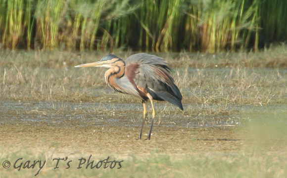 Purple Heron (Adult)