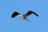 Purple Heron (Adult)