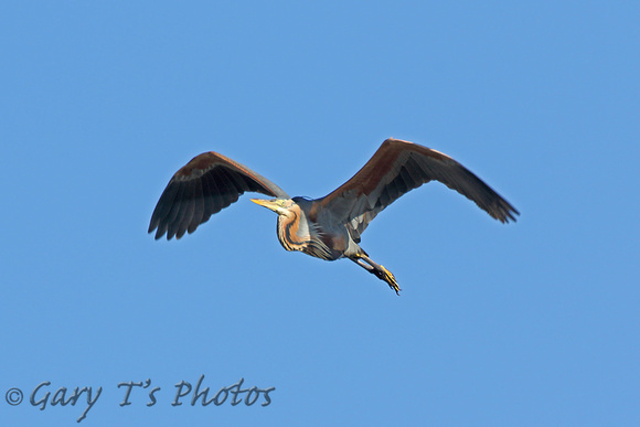 Purple Heron (Adult)