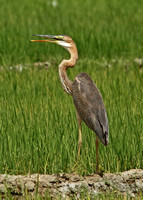 Purple Heron (Juvenile)