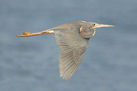 Tri-coloured Heron