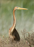 Purple Heron (Juvenile)