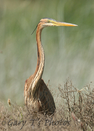 Purple Heron (Juvenile)