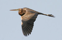 Purple Heron (Juvenile)