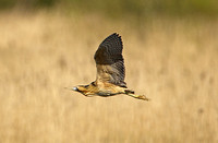 Great Bittern