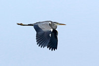 Grey Heron (Adult)