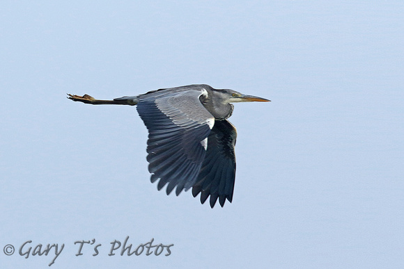 Grey Heron (Adult)