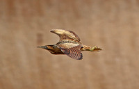 Great Bittern