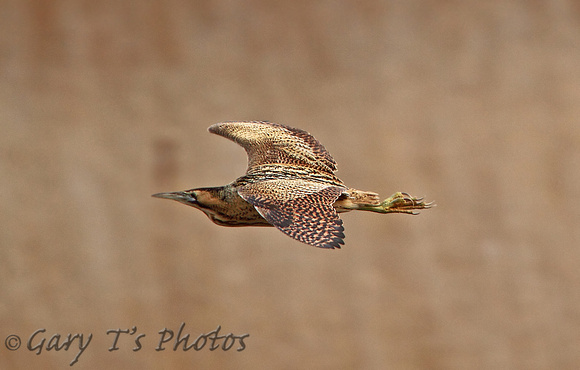 Great Bittern