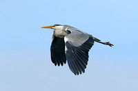 Grey Heron (Adult)